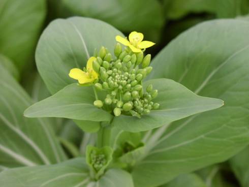 チンツァイファー(青菜花)チンゲンサイの花芽